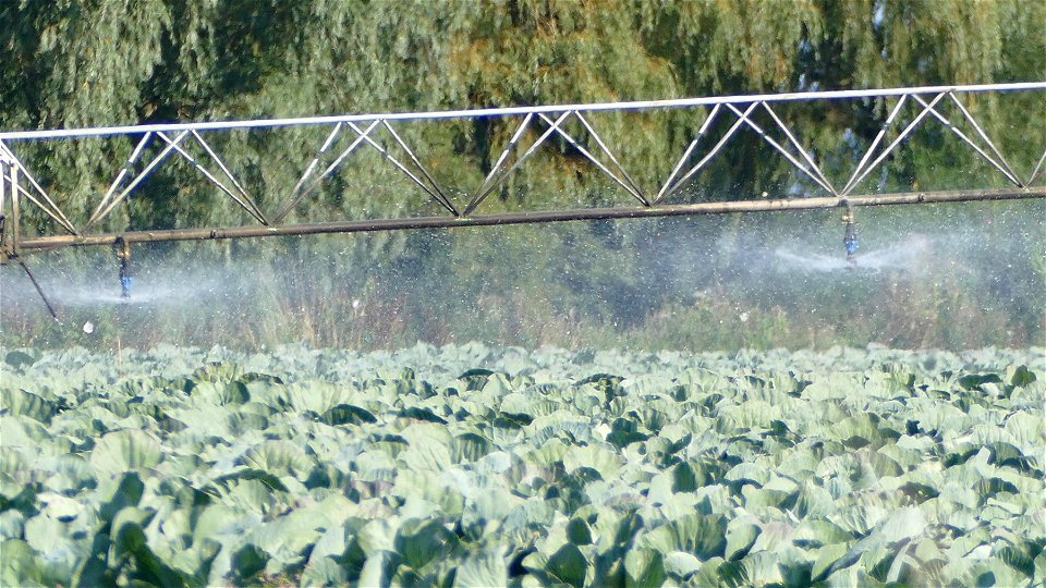 Cabbage - Watered by Robots! photo