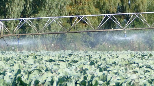 Cabbage - Watered by Robots!