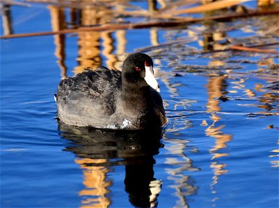 American coot at Seedskadee National Wildlife Refuge photo