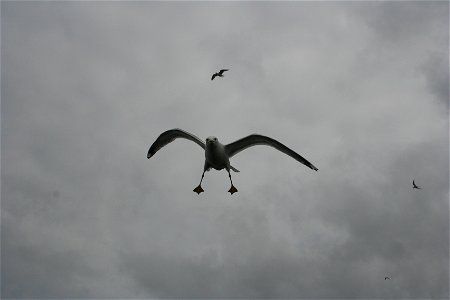Gull attack photo