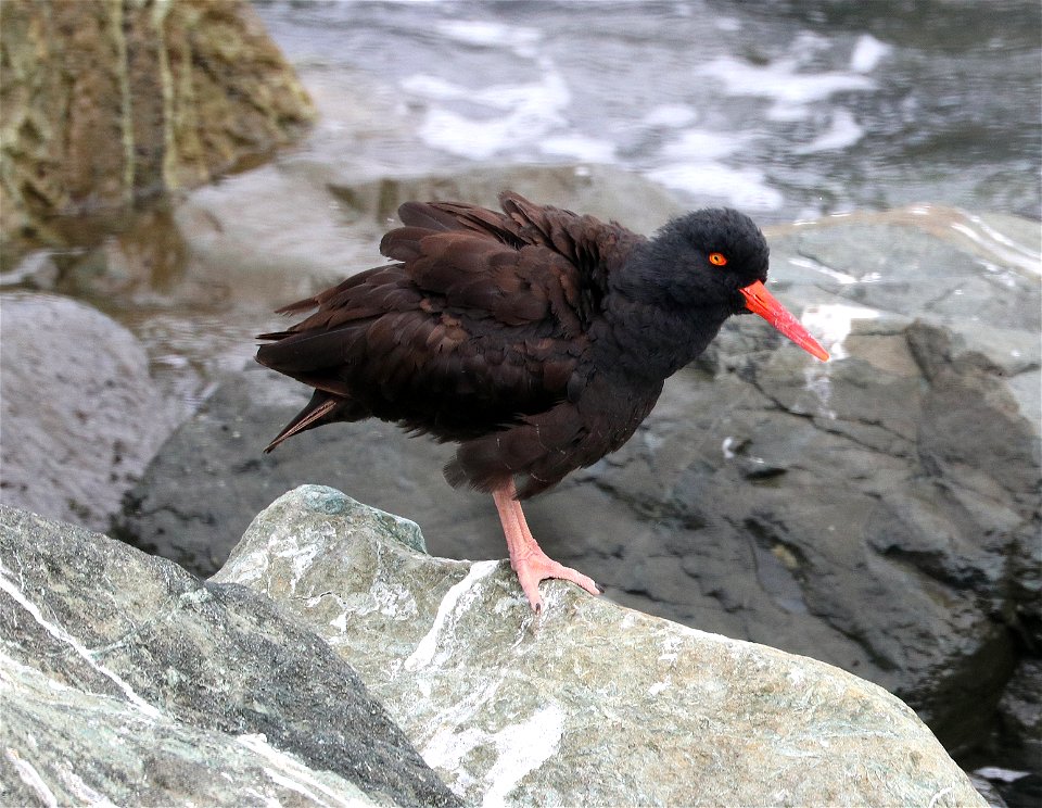 272 - BLACK OYSTERCATCHER (9-25-2021) a street jetty, crescent city, del norte co, ca -02