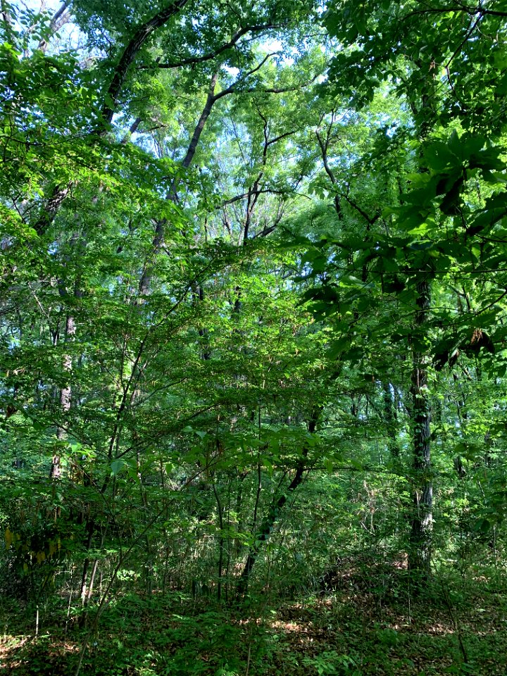 Maesawa Forest Square in Higashikurume-shi