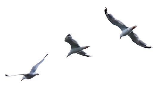 Steppenmöwe (Larus cachinnans)