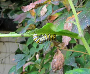 Monarch Caterpillar in Illinois photo