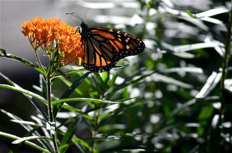 Monarch butterfly on butterflyweed photo