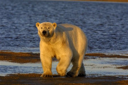 Polar bear on shore photo