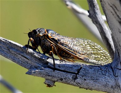 Sagebrush cicada (Okanagana bella) at Seedskadee National Wildlife Refuge Wyoming photo