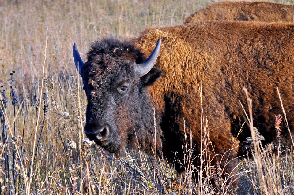 Bison