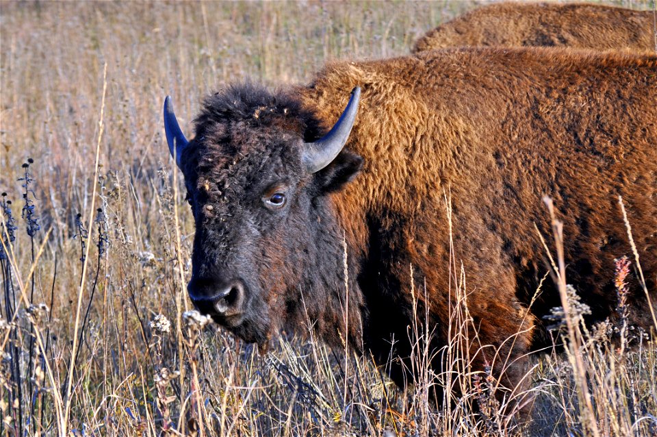 Bison photo