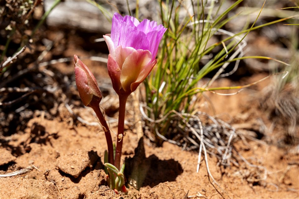 Lewisia rediviva