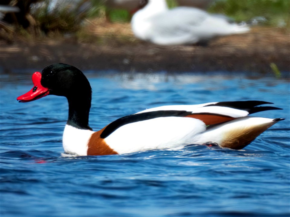 (Anseriformes: Anatidae) Tadorna tadorna, Shelduck / Gravand
