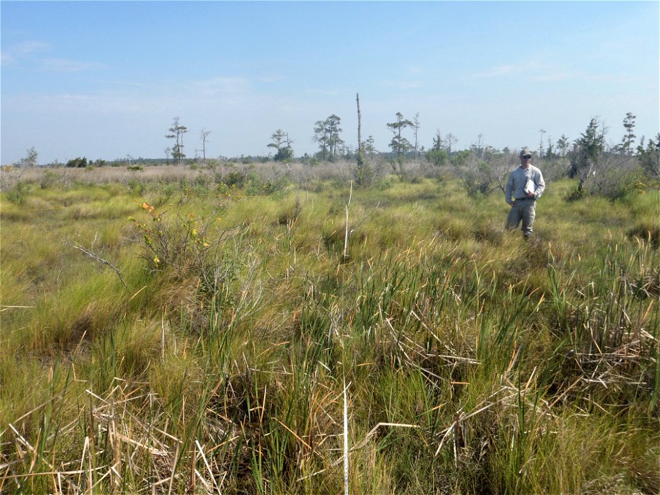 scientist veg sampling in coastal NC wetland