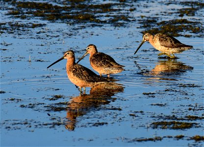 Long-billed dowitcher at Seedskadee National Wildlife Refuge Wyoming