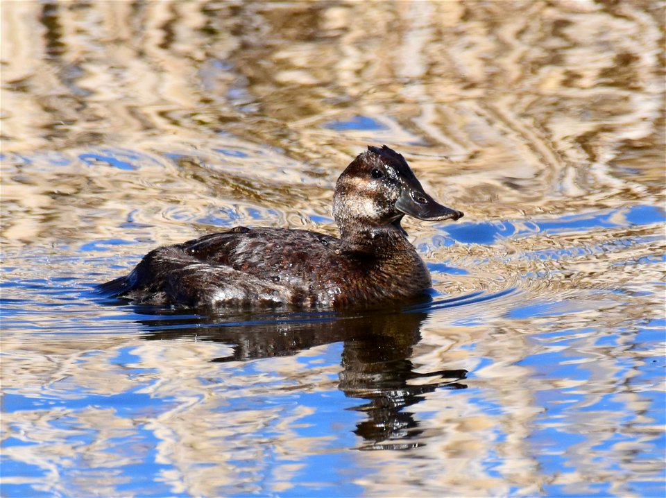 Ruddy duck at Seedskadee National Wildlife Refuge