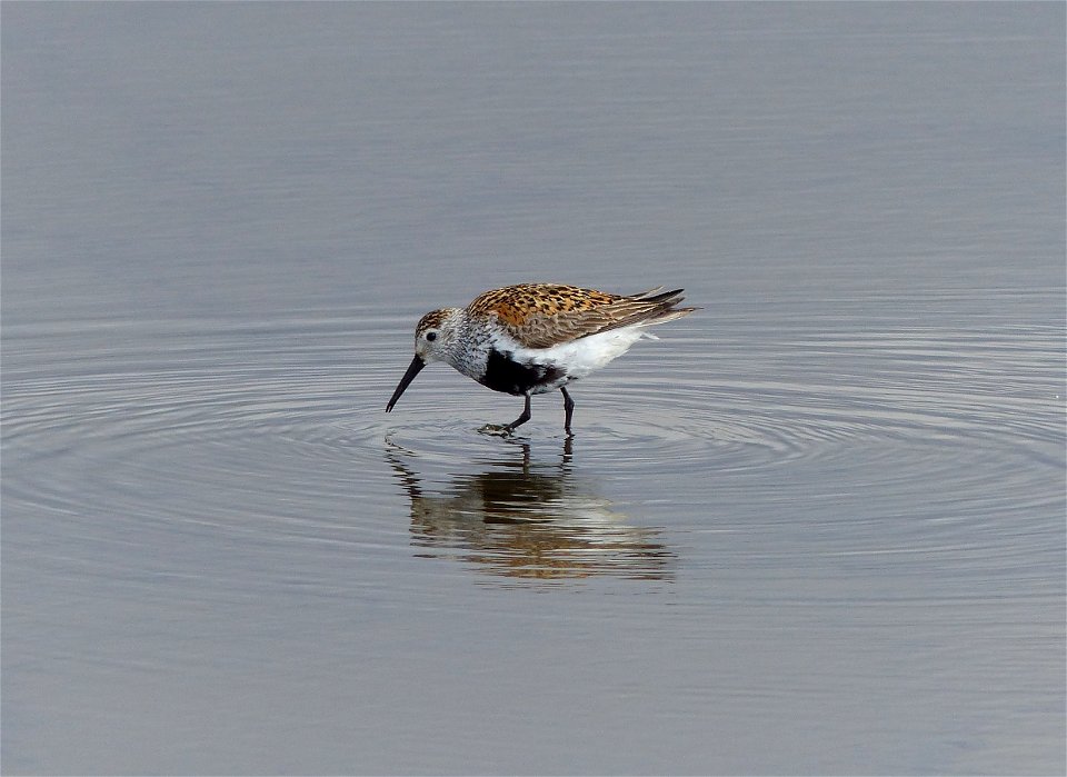 Dunlin foraging photo