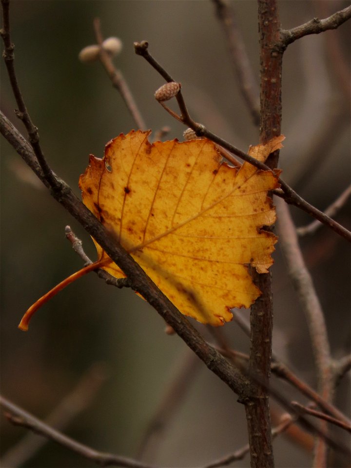 20211012-FS-Superior-SAR-008