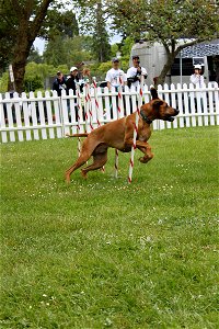 IMG_1594