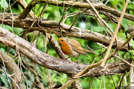 Robin with his lunch.