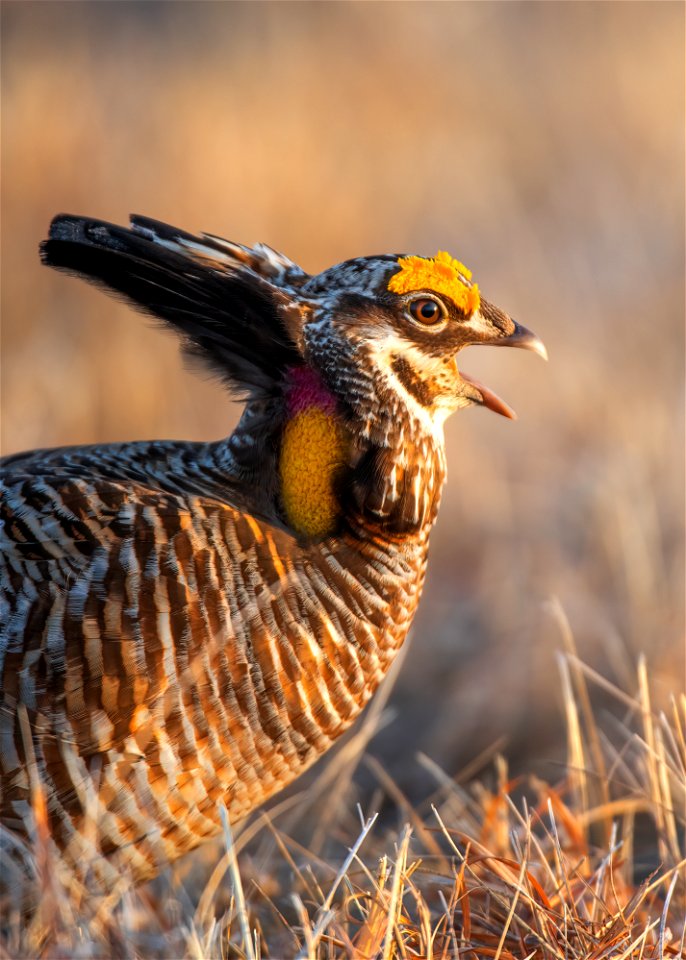 Greater prairie chicken
