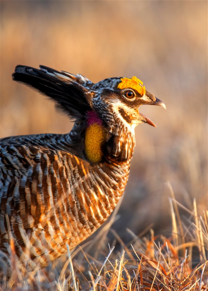 Greater prairie chicken photo