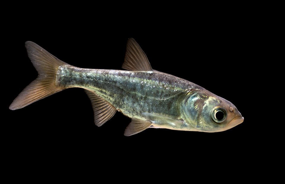 Juvenile Bighead Carp (Hypophthalmichthys nobilis)