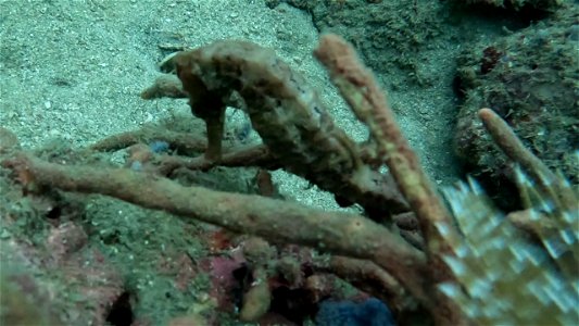 Seahorse and feather duster Tayrona National Park Diving Taganga Colombia