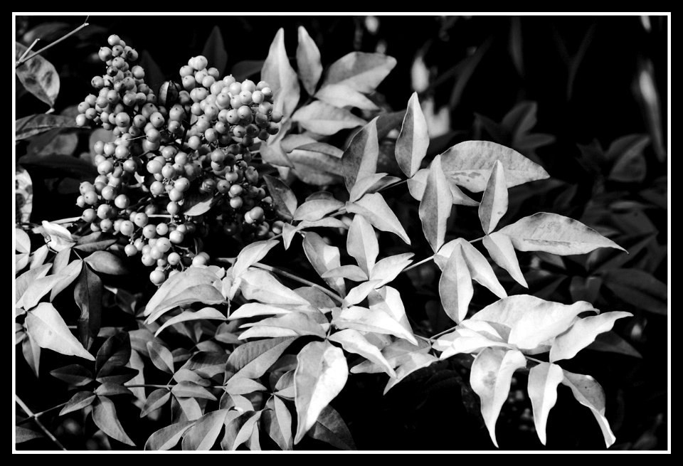 in the garden (nandina domestica) photo