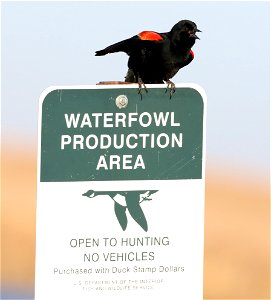 Red-winged Blackbird Huron Wetland Management District photo