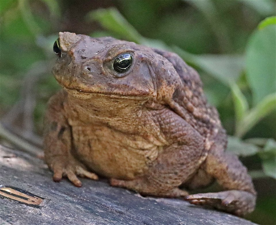 TOAD, GIANT (Bufo marinus) (11-29-2022) nat butterfly center, hidalgo co, tx -03
