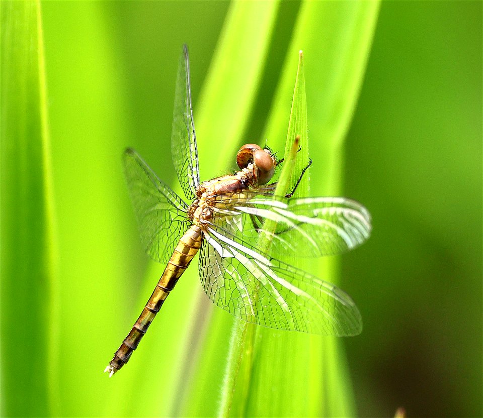 DRAGONLET, LITTLE BLUE (Erythrodiplax minuscula) (05-22-2023) female, patsy pond nature trail, croatan game lands, carteret co, nc -01