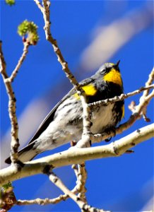 Yellow-rumped warbler at Seedskadee National Wildlife Refuge photo