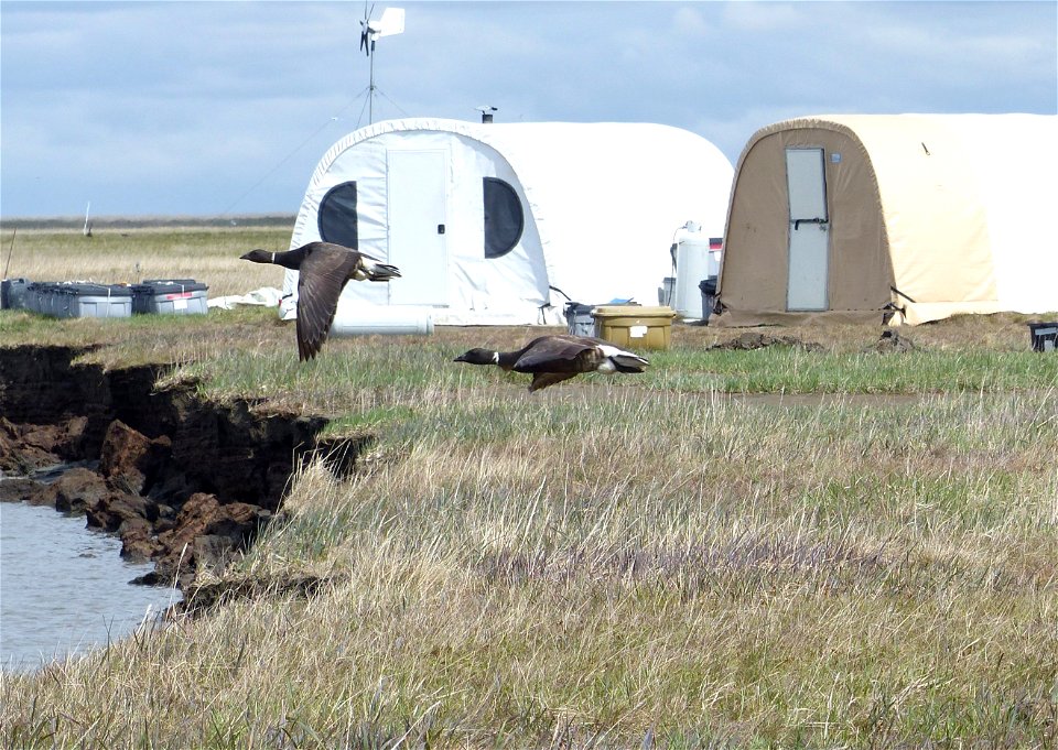 Brant fly past camp