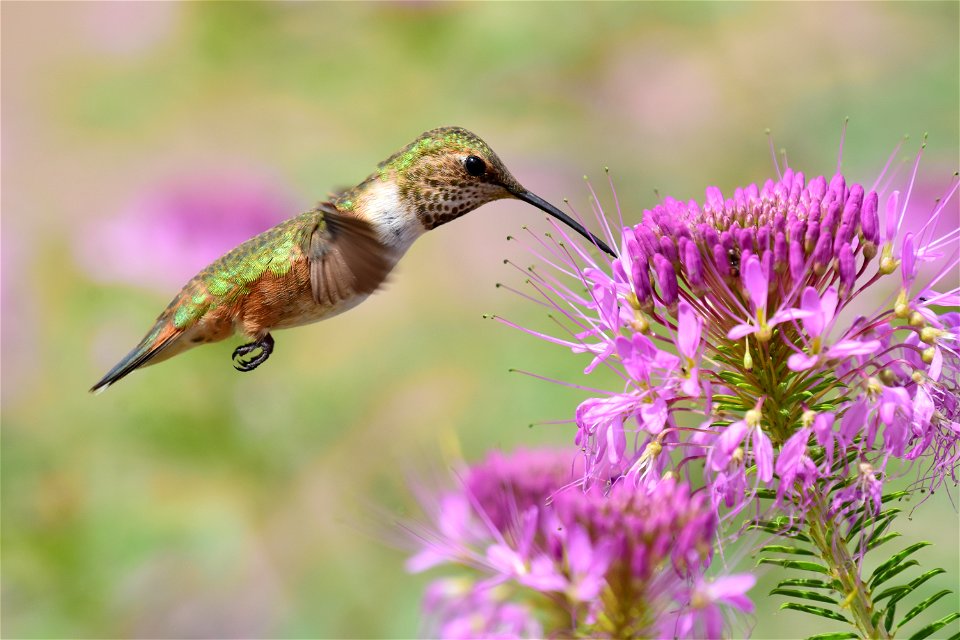 Rufous hummingbird at Seedskadee National Wildlife Refuge