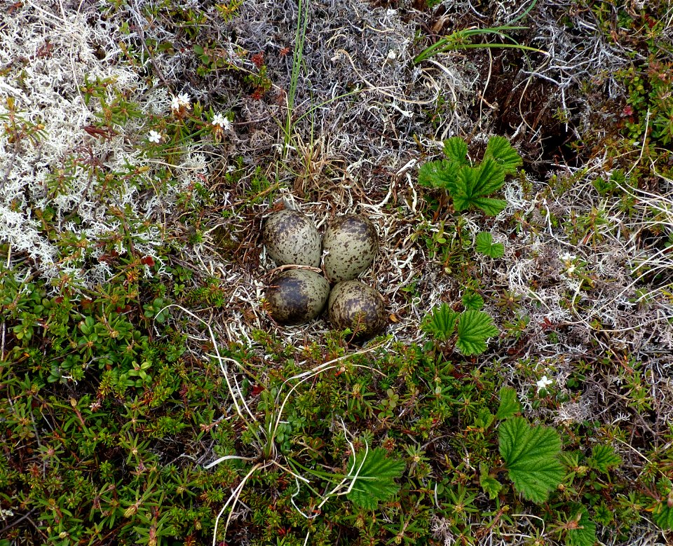 Bristle-thighed Curlew nest photo