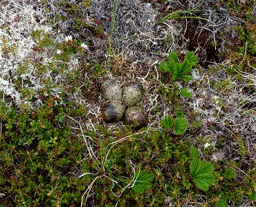 Bristle-thighed Curlew nest photo