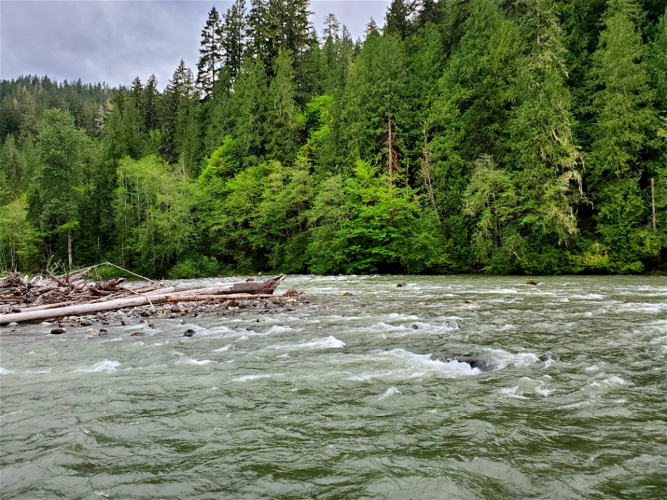 Springtime Sauk River near Darrington, Mt. Baker-Snoqualmie National Forest. Photo by Anne Vassar May 17, 2021.