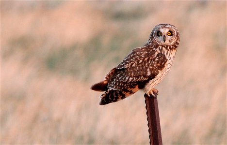 Short-eared Owl Huron Wetland Management District photo