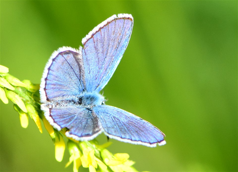 Melissa blue butterfly (Plebejus melissa at Seedskadee National Wildlife Refuge Wyoming