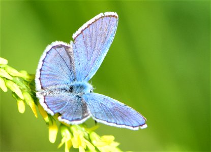 Melissa blue butterfly (Plebejus melissa at Seedskadee National Wildlife Refuge Wyoming photo