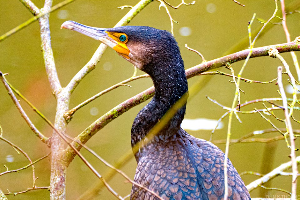 Cormorant Tree River