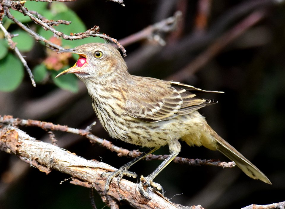 Sage thrasher at Seedskadee National Wildlife Refuge