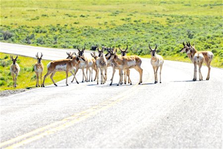 Pronghorn in the road in Lamar Valley photo