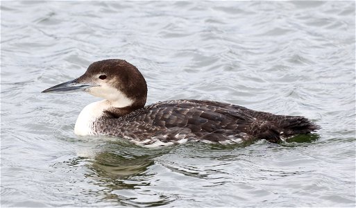 093 - COMMON LOON (02-28-2022) crescent city, del norte co, ca -01