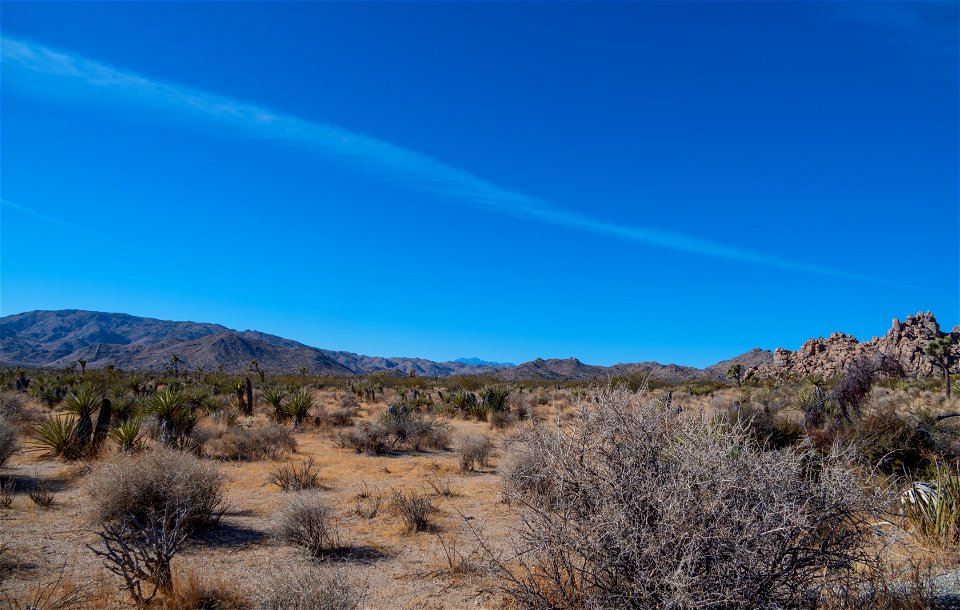 Joshua Tree National Park