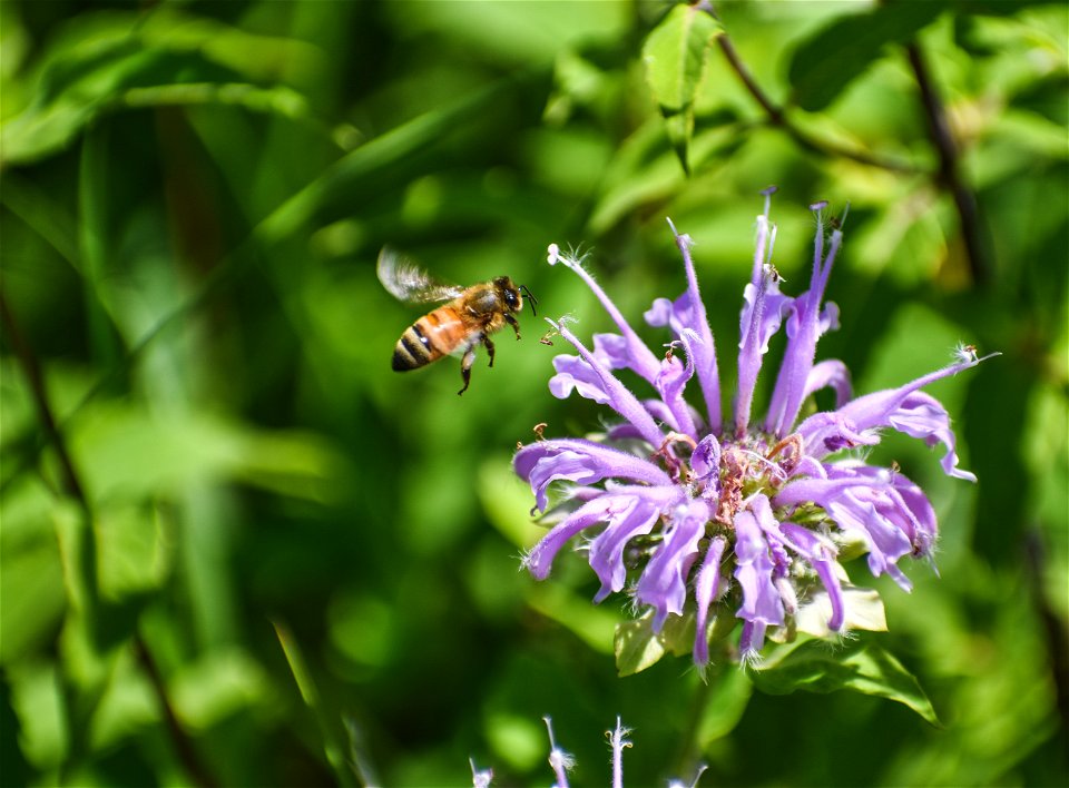 Bee & Bergamot Lake Andes Wetland Management District South Dakota photo