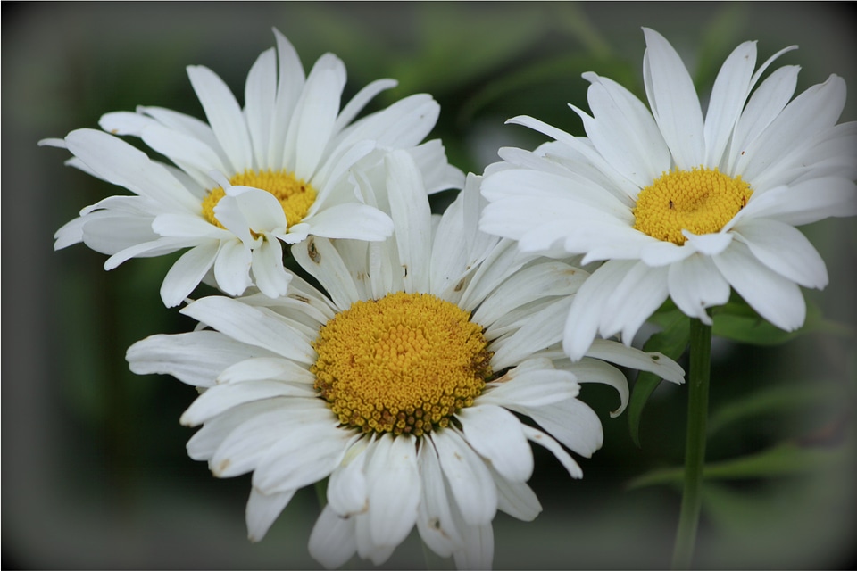 Flowers white of course