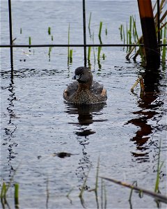 Pied-billed Grebe swimming on Lake Andes Wetland Management District South Dakota.