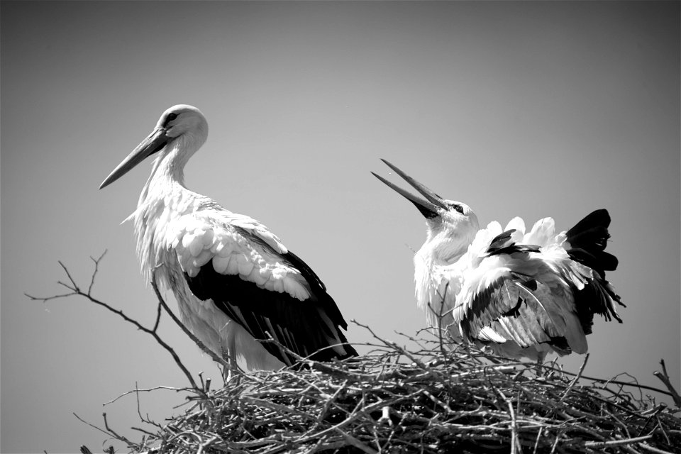 ciconia and ciconia