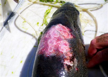 Lake trout with severe sea lamprey wounds