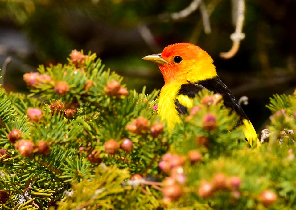 Western tanager at Seedskadee National Wildlife Refuge